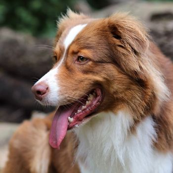 Aquarena Pulheim Freibad mit Hund Termin 2023