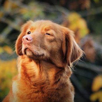 Hundeschule München + Hundesitting, Hundebetreuung