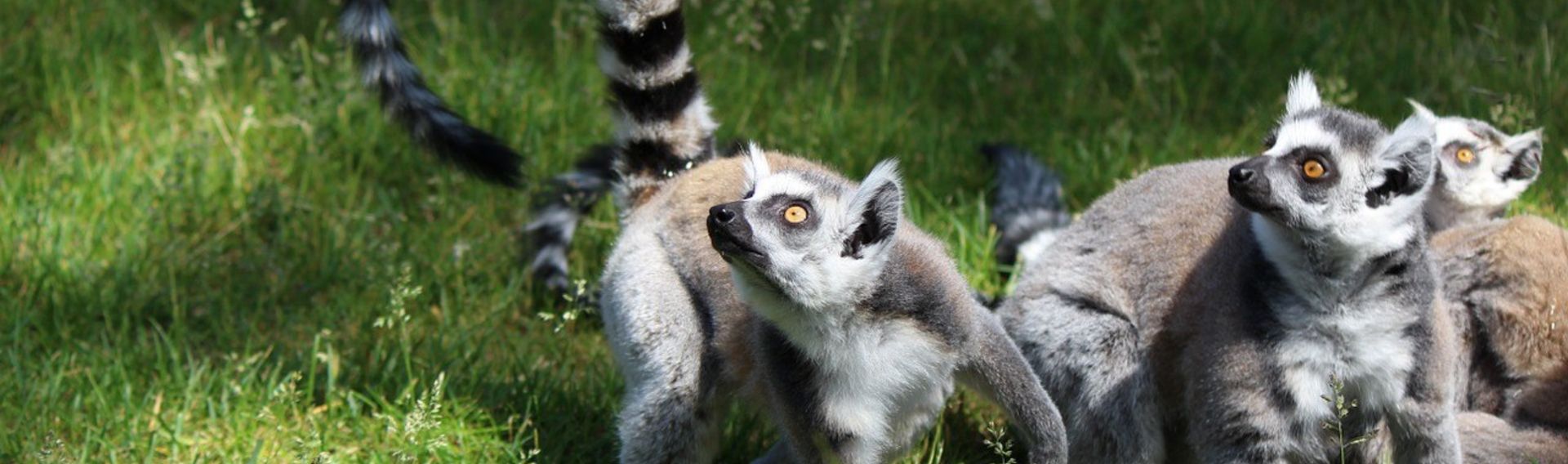 Ausflugsziel Tierpark Bad Pyrmont