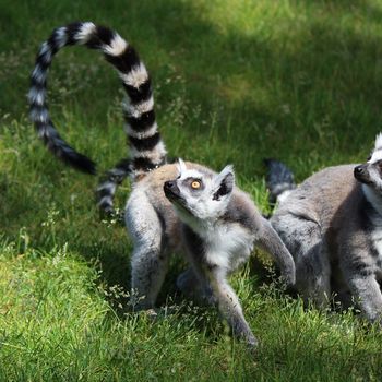 Ausflugsziel Tierpark Bad Pyrmont