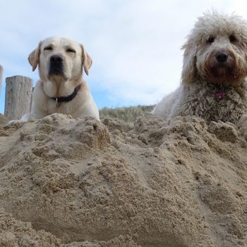 Hundestrand Fehmarn