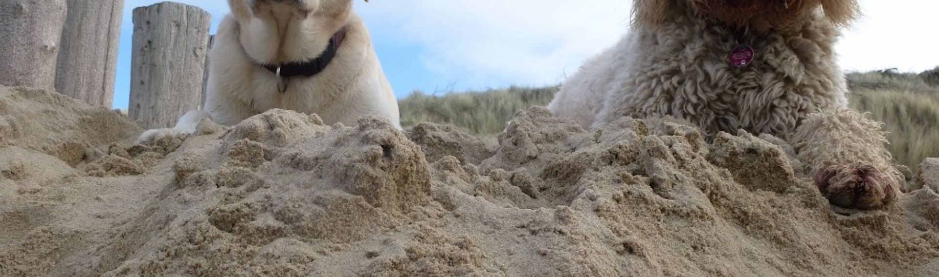 Hundestrand Fehmarn