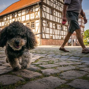 Hessenpark mit Hund in der Nähe von Frankfurt