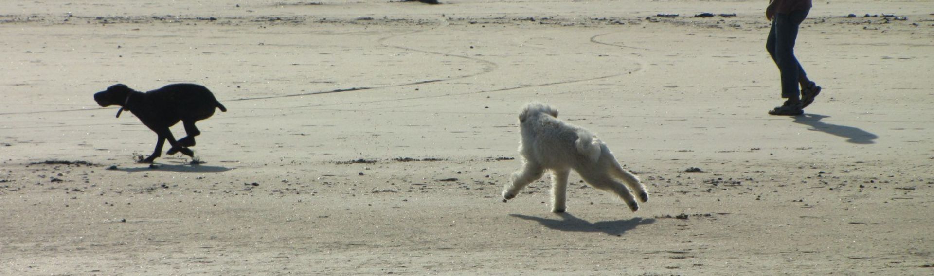 Hundestrand Wyk auf Föhr