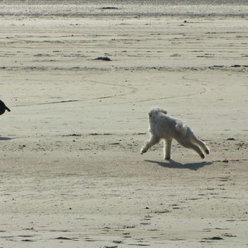 Hundestrand Wyk auf Föhr