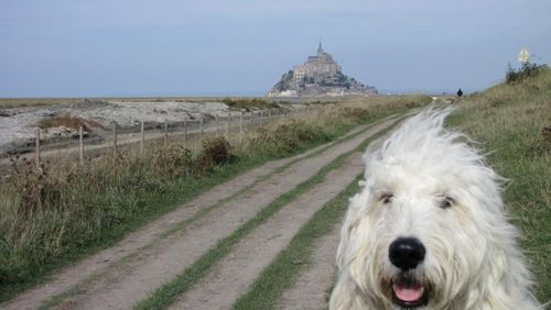 Erfahrung Urlaub mit Hund Frankreich Ein Bericht Hundeerlaubt.de®