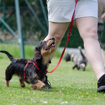 Hundeschule Harz – die Alternative