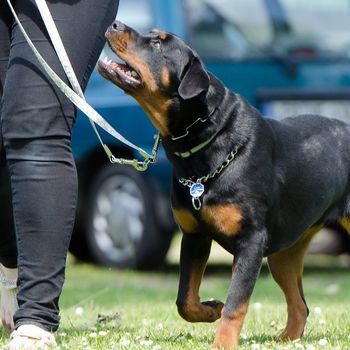 Weser-Hunde – Hundeschule Bremen