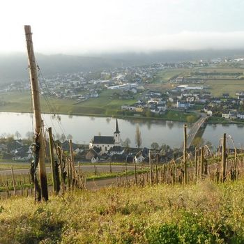 Urlaub mit Hund an der Mosel