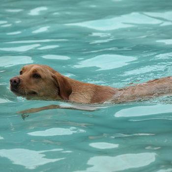 Freibad mit Hund Frankfurt Termin 2021