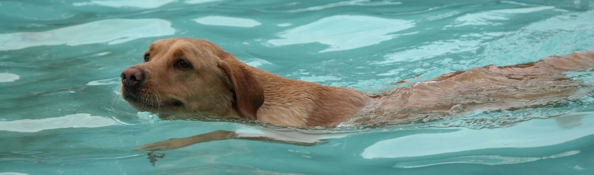 Freibad mit Hund Frankfurt Termin 2021