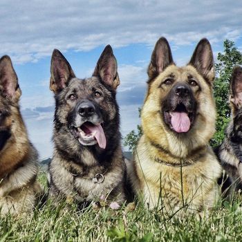 Hundetraining Schäferhundeverein