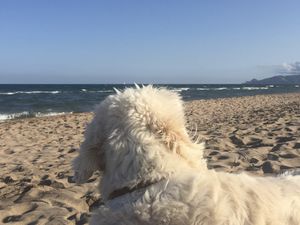 Spanien Hundestrand Costa Brava