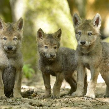 Wolfspark Merzig mit Hund nicht mehr erlaubt