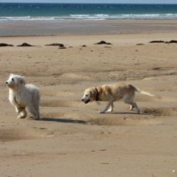 Hundestrand Usedom