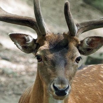 Familienausflug Tierpark Arnstadt