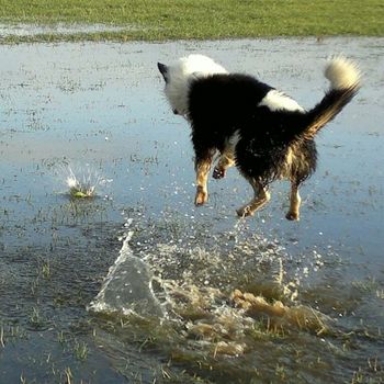 Urlaub mit Hund Ferienhaus am See