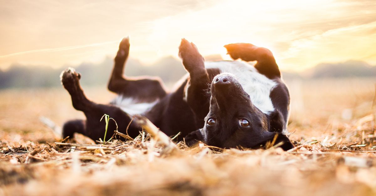 Ferienzentrum mit Hund Familienurlaub richtig planen