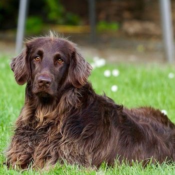 Hundetraining im Urlaub oder Freizeit
