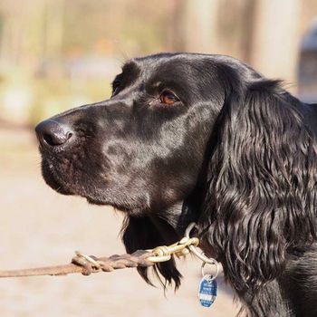 Freibad mit Hund in Walsheim 17.09.2023