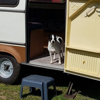 Camping mit Hund, Hunde willkommen 