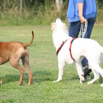 Freilauffläche Hunde Treptow-Köpenick