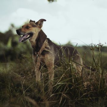 Auslauf für Hund am Pohlsee in Berlin