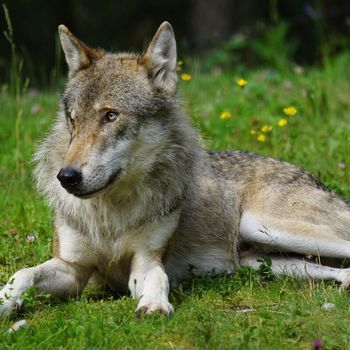 Tierpark Sababurg – Ausflug Hessen mit Hund