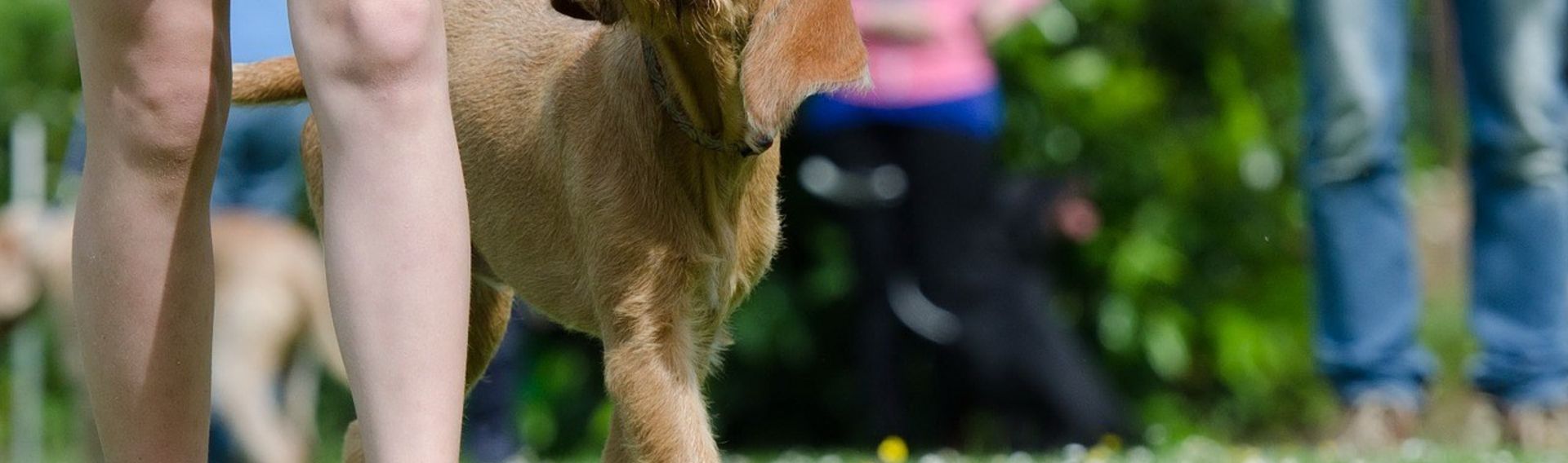 Hundeschule Dresden