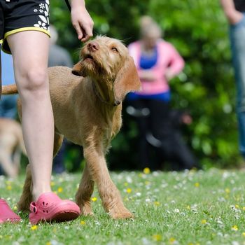 Hundeschule Dresden