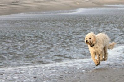 Erfahrung Urlaub mit Hund Frankreich: Bericht |