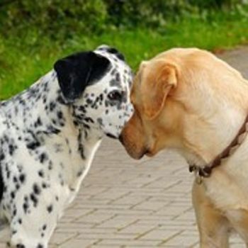 Hundegarten mit Hundebetreuung Berlin Wittenau