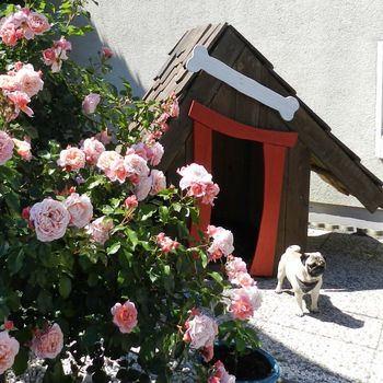 Camping Siebengebirge mit Hund