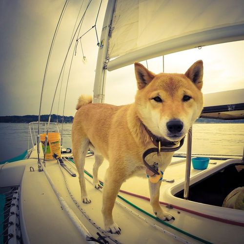 Kreuzfahrt mit Hund nehmen Schiffe Hunde mit?