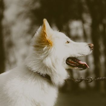 Hundeauslauf Volkspark Klein-Glienicke in Berlin