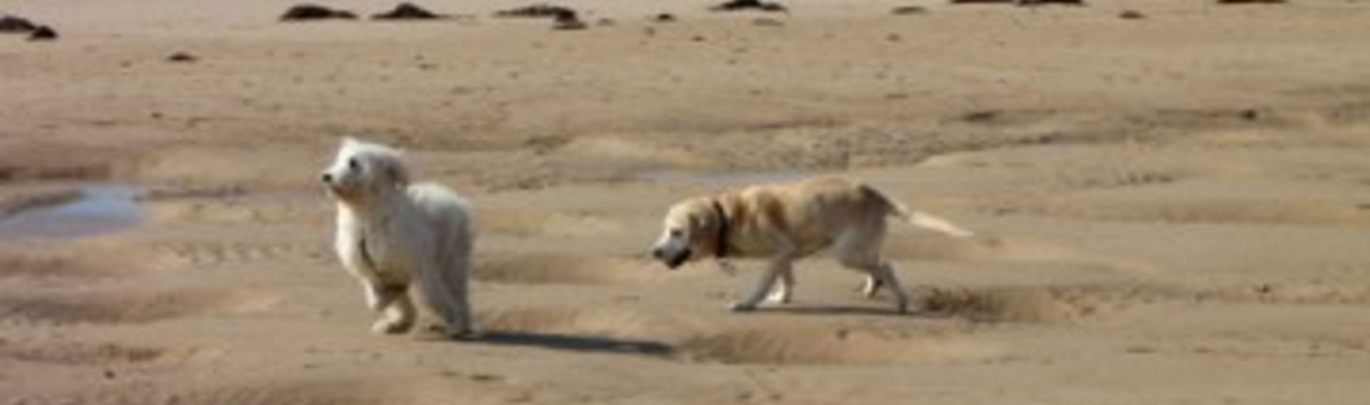 Hundestrand Föhr Utersum