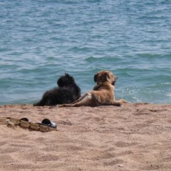 Urlaub mit Hund Föhr