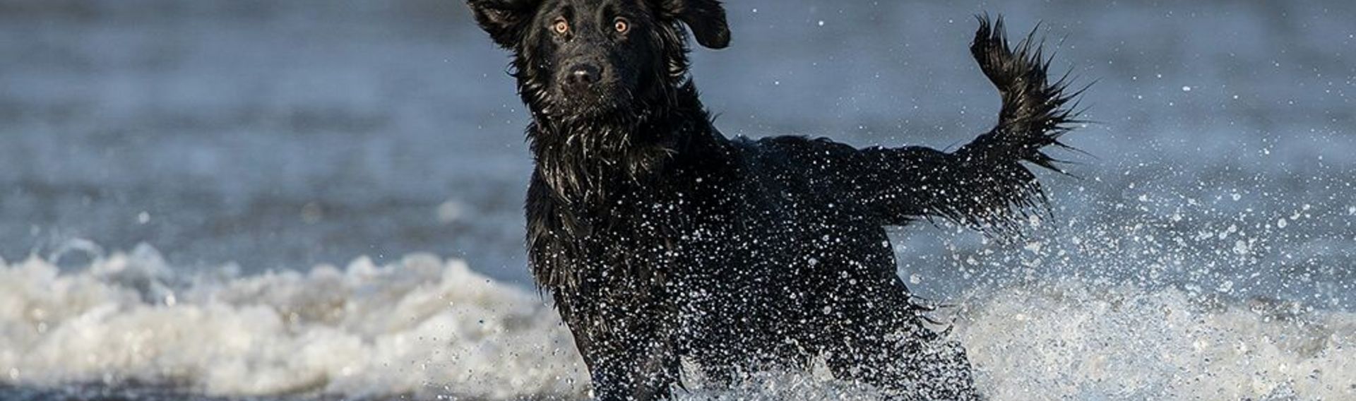 Freizeit mit Hund