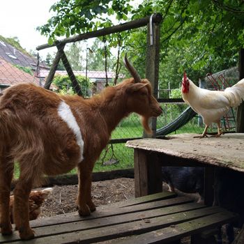 Urlaub auf dem Bauernhof mit Kind und Hund