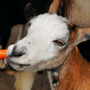 Tierpark mit Streichelzoo Bad Abbach