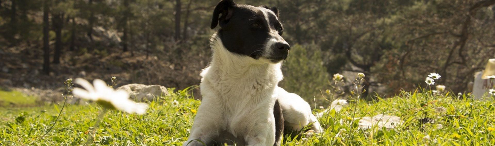 Kleines Hotel Hund erlaubt & willkommen