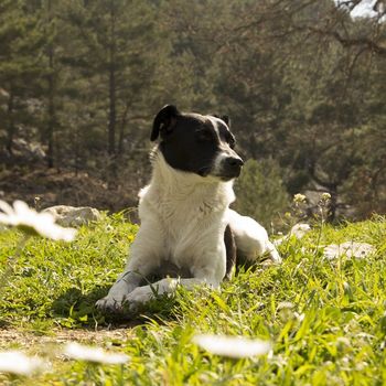 Kleines Hotel Hund erlaubt & willkommen