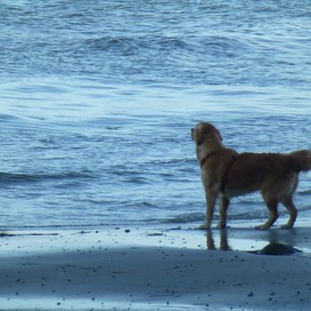 Meer Urlaub mit Hund Boltenhagen