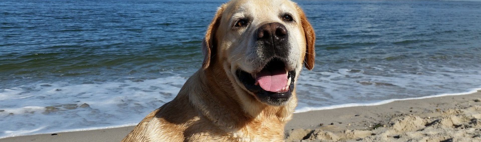 Camping mit Hund Nordsee