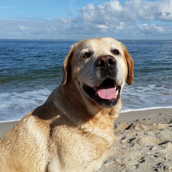 Camping mit Hund Nordsee