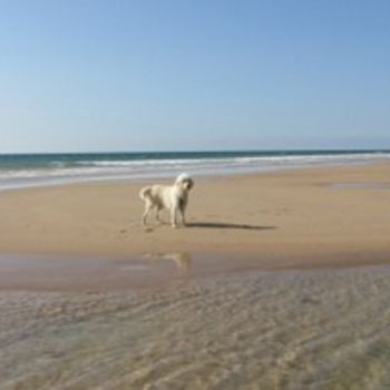 Hundestrand Baabe auf Rügen