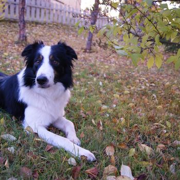 Auslauf für meinen Hund in Berlin Reinickendorf-Jungfernheide