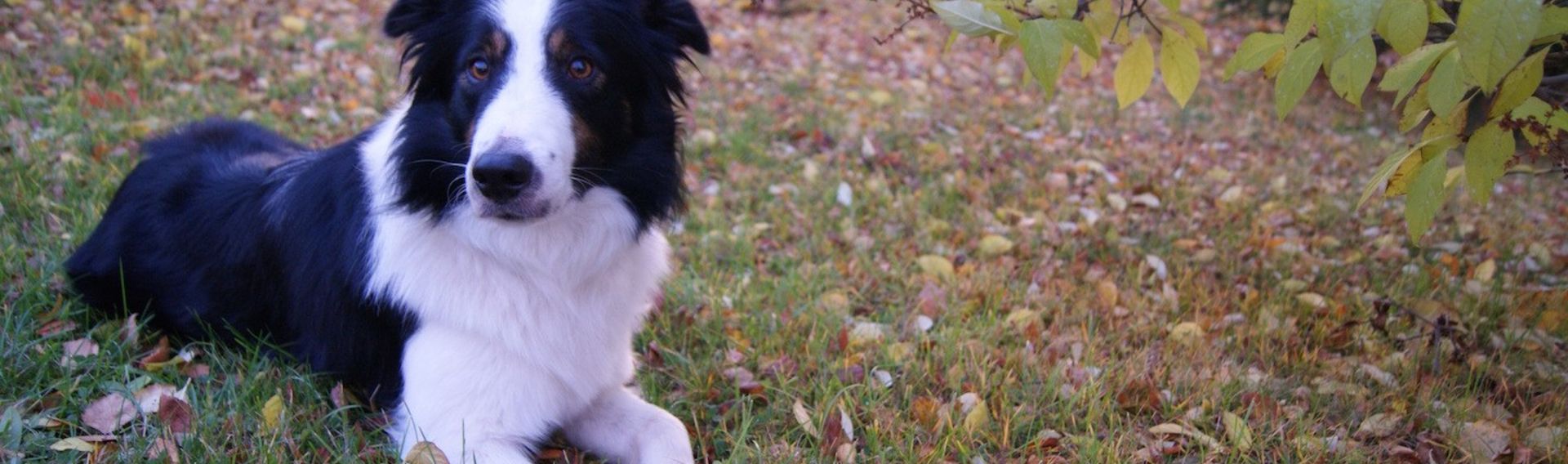 Auslauf für meinen Hund in Berlin Reinickendorf-Jungfernheide