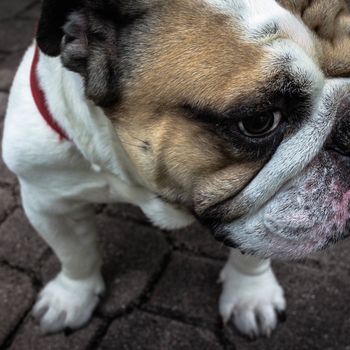 Hundewiesen Grunewald + Hundestrand im Berliner Bezirk Steglitz Zehlendorf