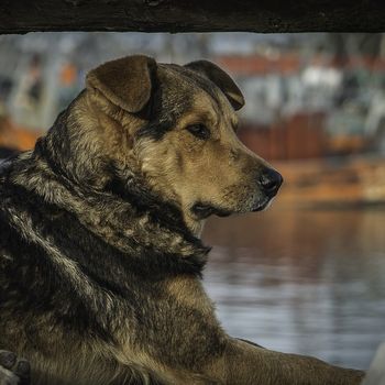 Kanutouren mit Hund – Das Hundekanu